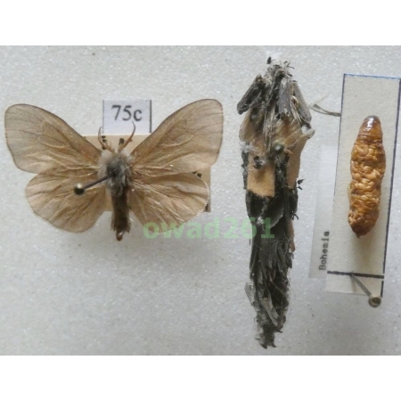 Canephora hirsuta (Poda, 1761) Czech75c